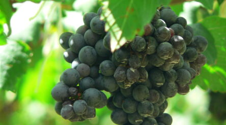 Image for Wine export volume, value hit three-year highs after China ban dropped