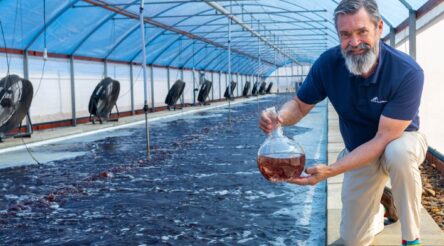 Image for Livestock supplement specialist CH4 Global opens world-first asparagopsis farm