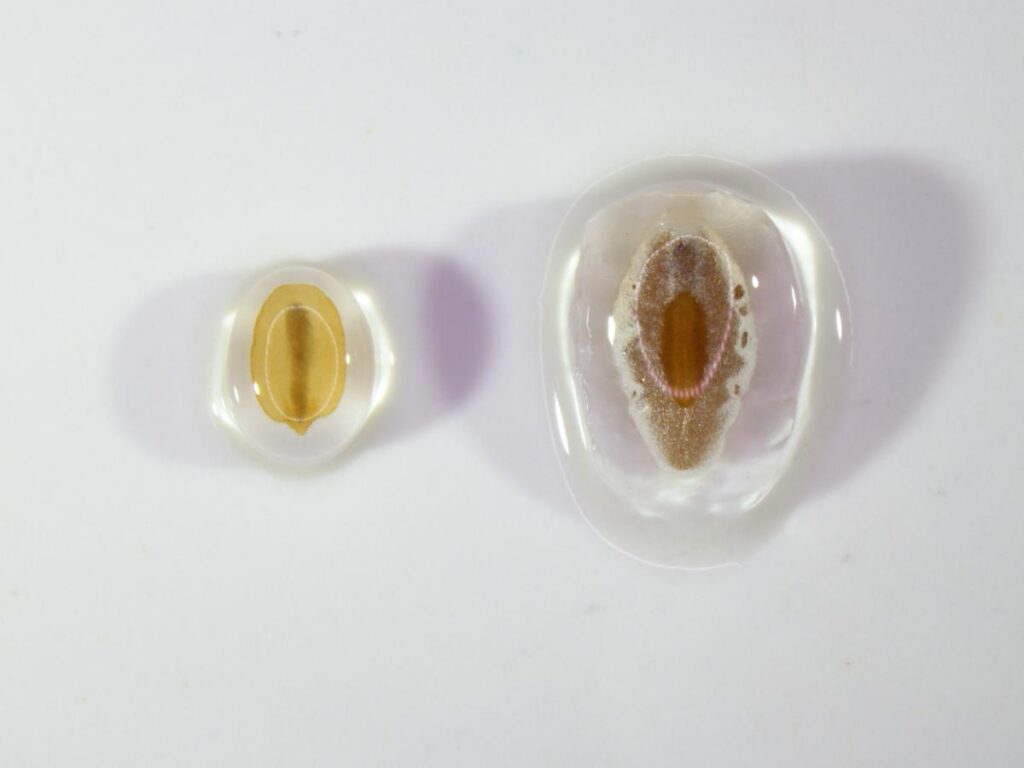 Fluffier gluten-free bread? Aussie Plantago could be the secret ingredient