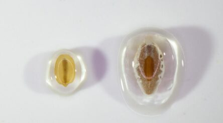 Image for Fluffier gluten-free bread? Aussie Plantago could be the secret ingredient