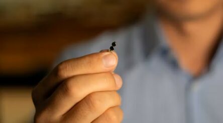 Image for Tiny robot tools powered by magnets could one day do brain surgery without cutting open the skull