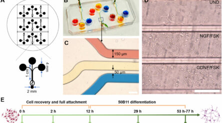 Image for Scientists create ‘pain-on-a-chip’ device to identify chronic pain types
