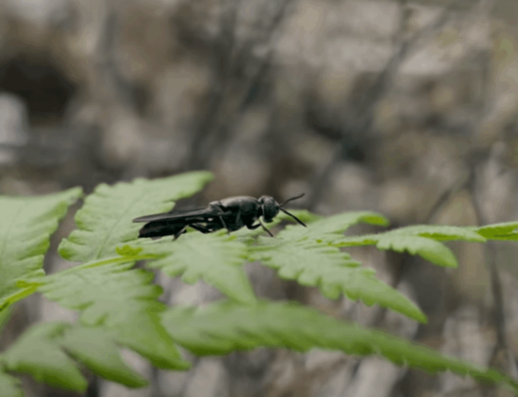 Tiny manufacturers: How black soldier flies are turning food waste into valuable products