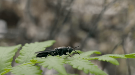 Image for Tiny manufacturers: How black soldier flies are turning food waste into valuable products