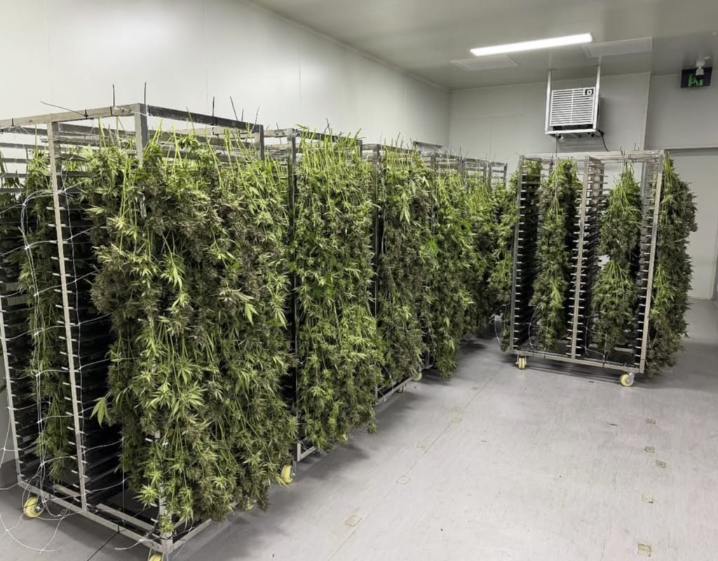 Cannabis cultivator ECS Botanics lands $2.4m cash injection for global growth