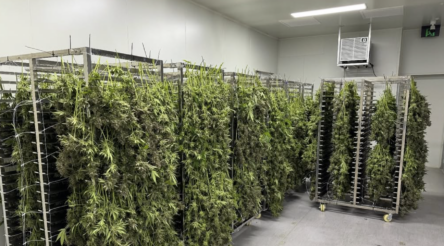 Image for Cannabis cultivator ECS Botanics lands $2.4m cash injection for global growth