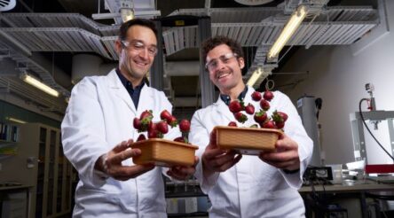 Image for UQ PhD perfects non-petrochemical punnet for strawbs