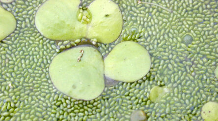Image for Researchers combine dung and duckweed in search of affordable biofuels
