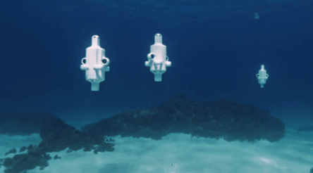 Image for Robot submarines reveal coral catastrophe at Australia’s southernmost reef