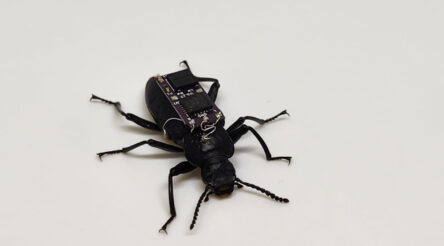 Image for ‘Cyborg’ beetles could revolutionise urban search and rescue