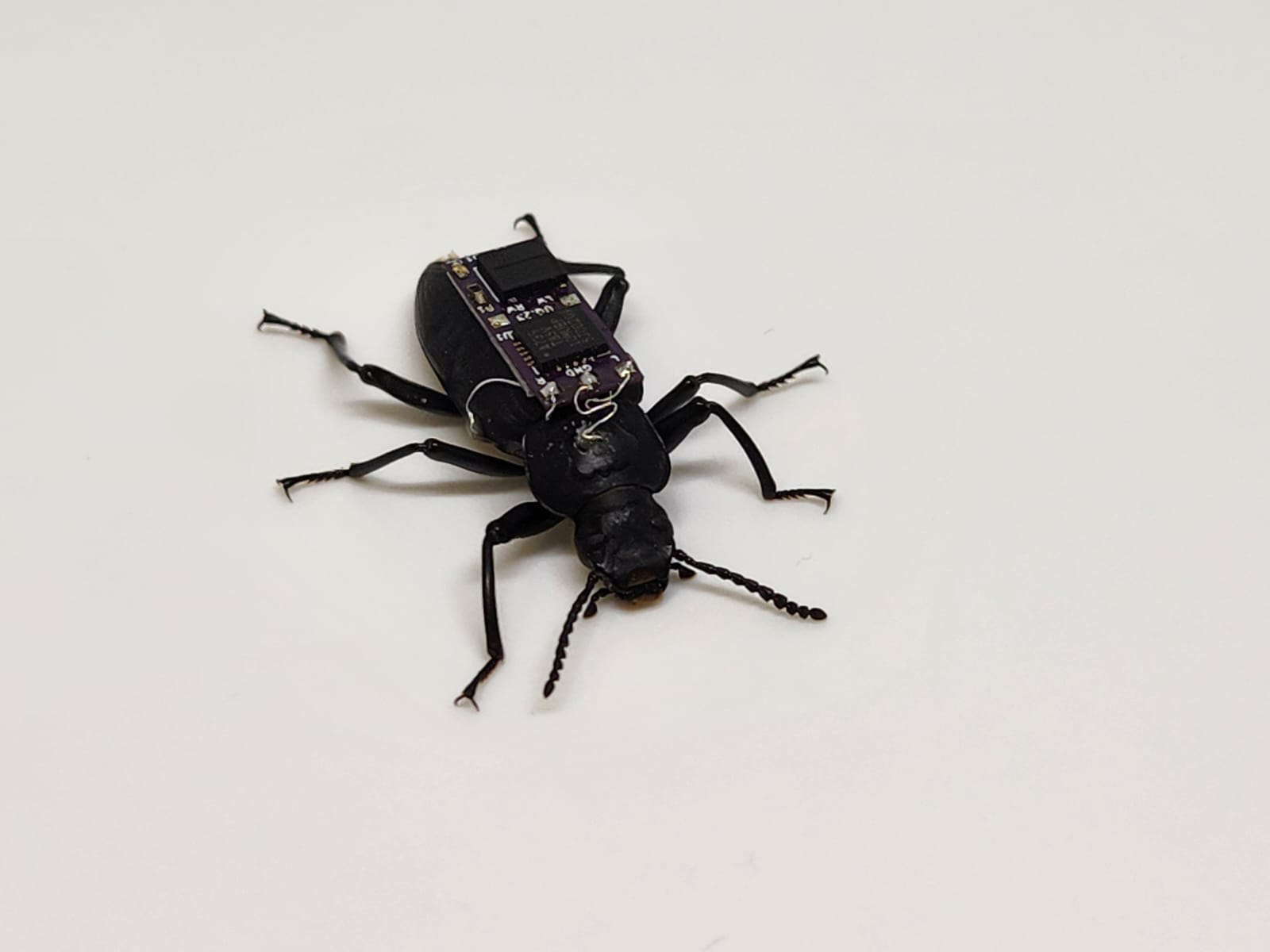 eait-media-cyborg-beetle-advance-science (14)