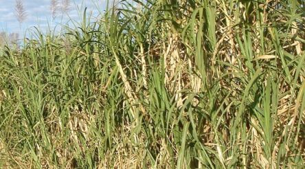 Image for Australian sugar manufacturing sector grows to $3.9 billion