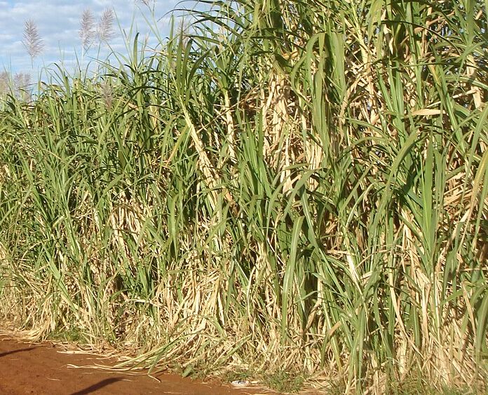Australian sugar manufacturing sector grows to $3.9 billion