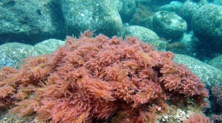 Image for SeaStock gets $740,000 FaBa funding to progress seaweed-based red food dye production