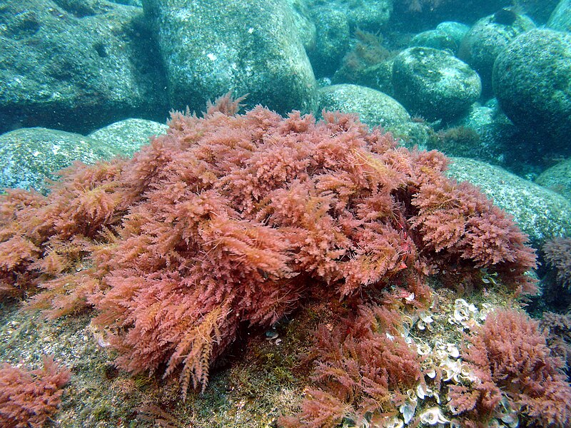 SeaStock gets $740,000 FaBa funding to progress seaweed-based red food dye production