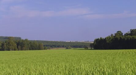Image for Consultations begin on the “an exciting new commercial opportunity” of bioenergy feedstocks